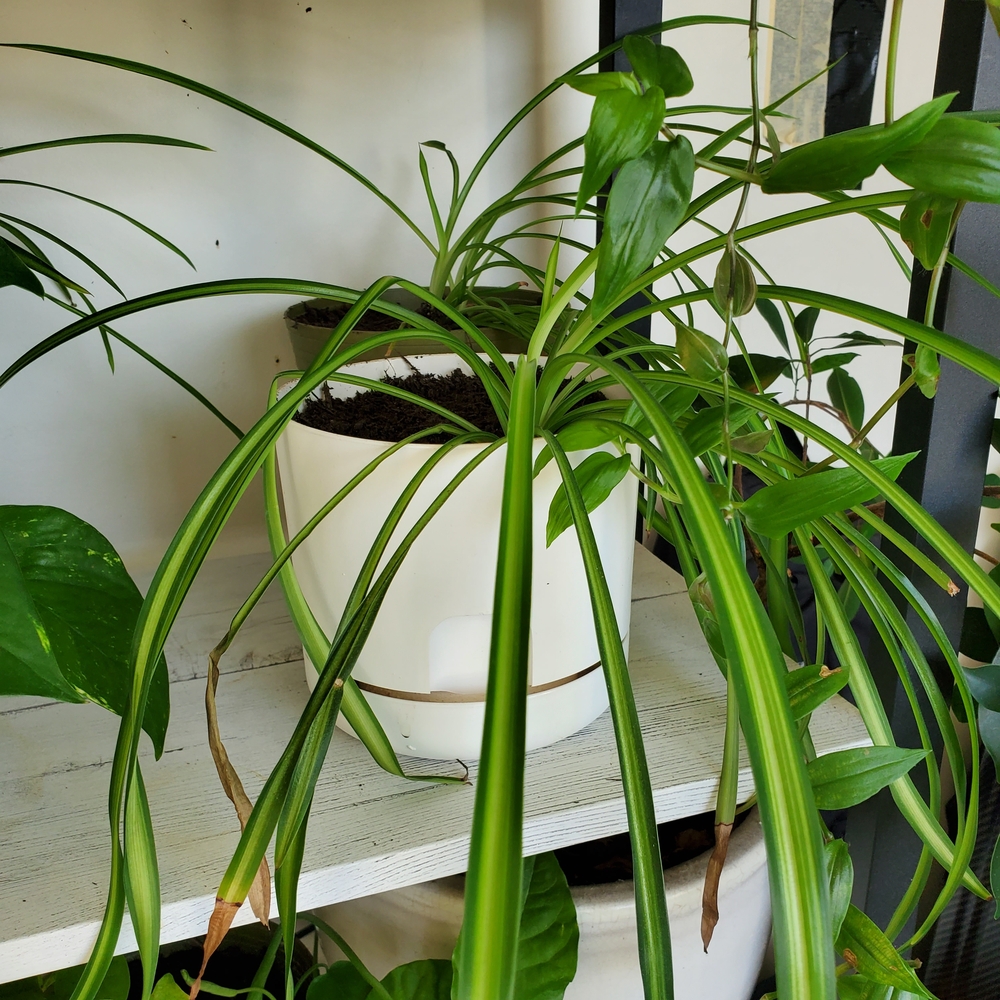 Spider Plant